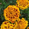 Tagetes patula 'Aspen Red' fleur